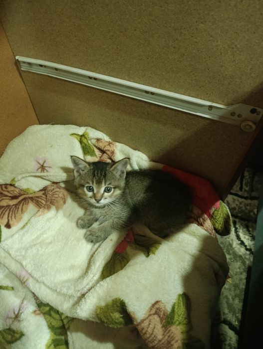 Продается котенок шиншилла