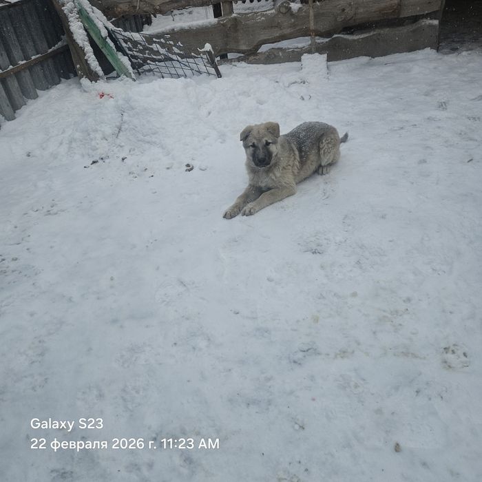 Щенок девочка помес алабайс тобетом