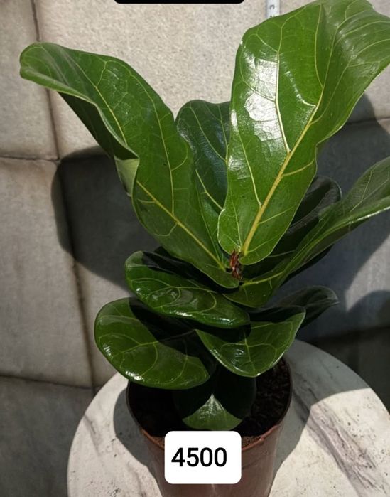 Комнатные цветы продается