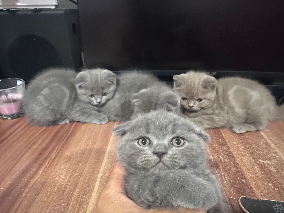 British shorthair
