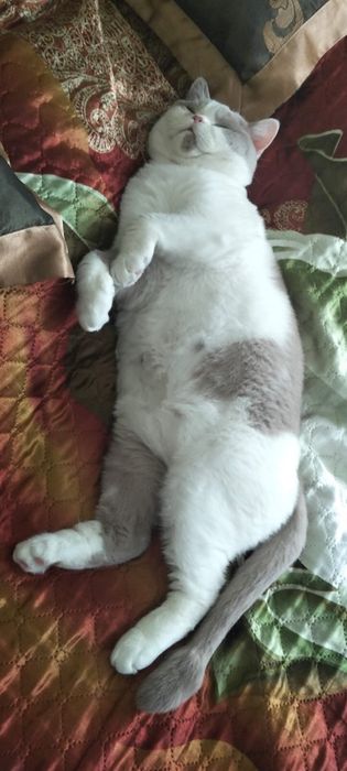 Продается замечптельный котик!!