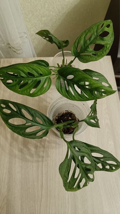 Монстера Адансони Минт