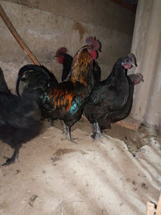 Тавик хораз тухим