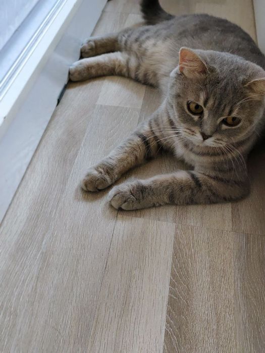 Продаётся с чистокровные британский скотч Страйк