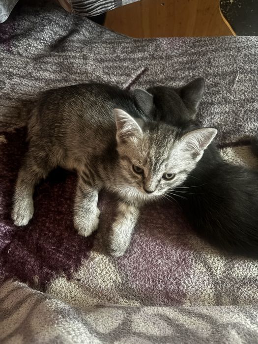 Шотладские котята в добрые руки.