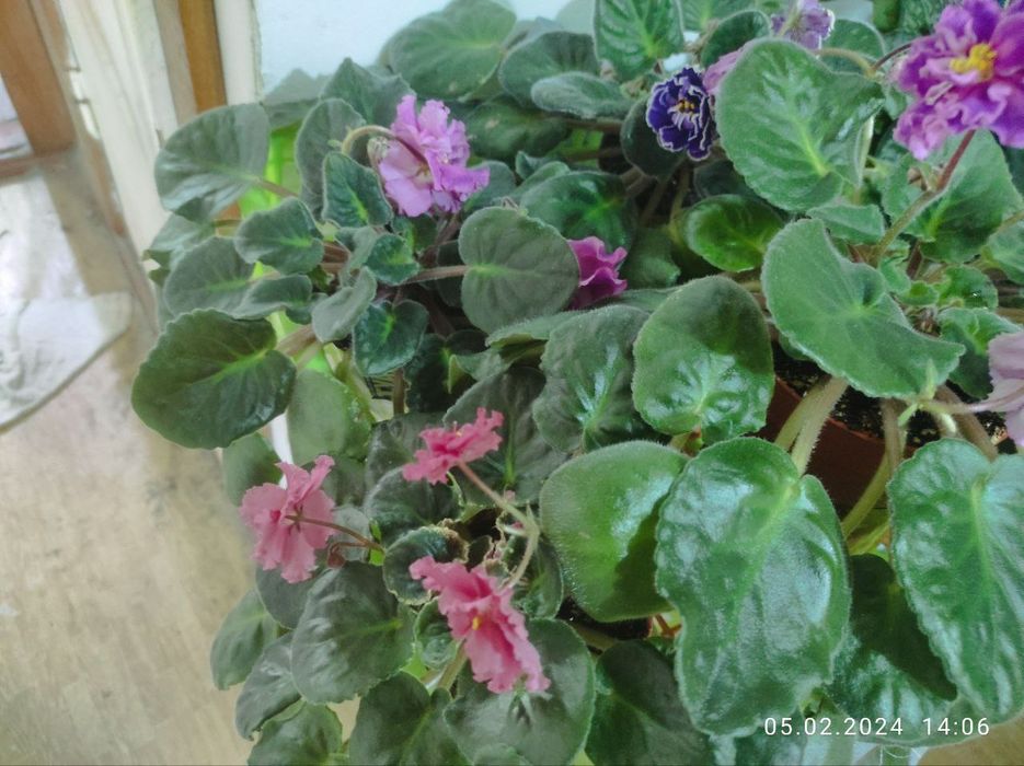 Продаю цветы сорок видов и удобрения для цветов