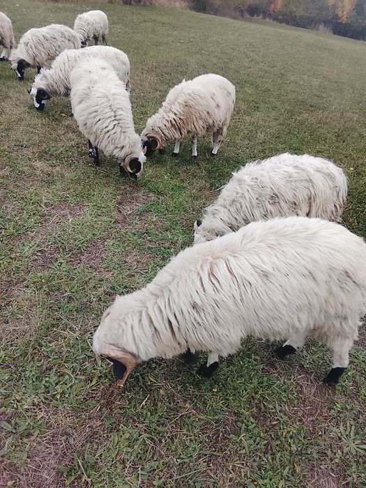 Vând 5 oi tinere 3 miele un berbec mior breaz și un berbecuț din primăvară tot breaz