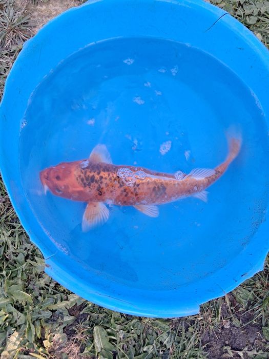 Krap Koi caută iaz nou