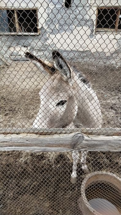 Ишачиха 8 лет сильная