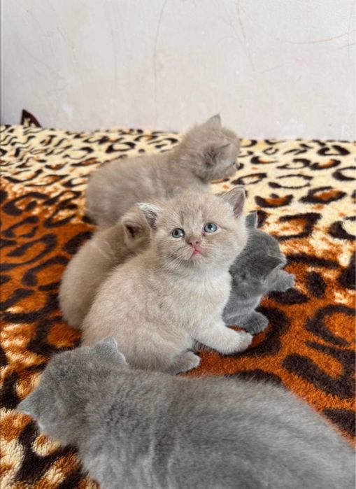 Бронь! Скотиш Фолд девочки чистокровные