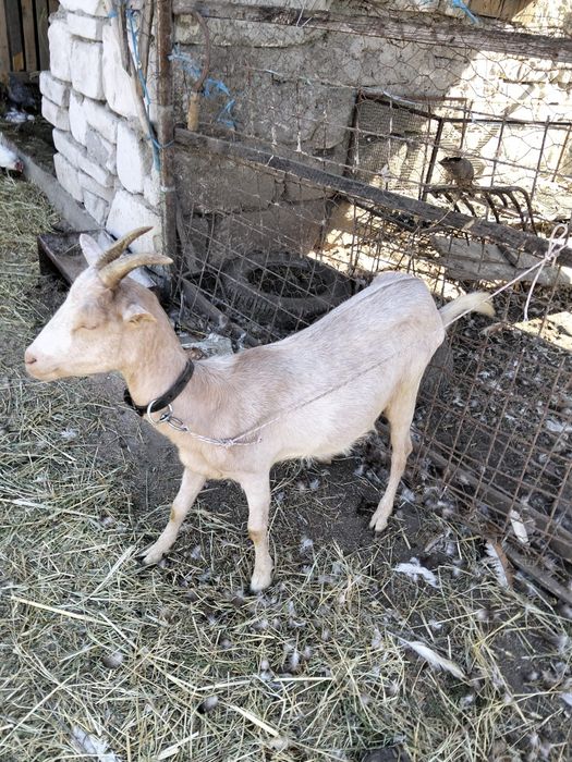 Capra de vânzare