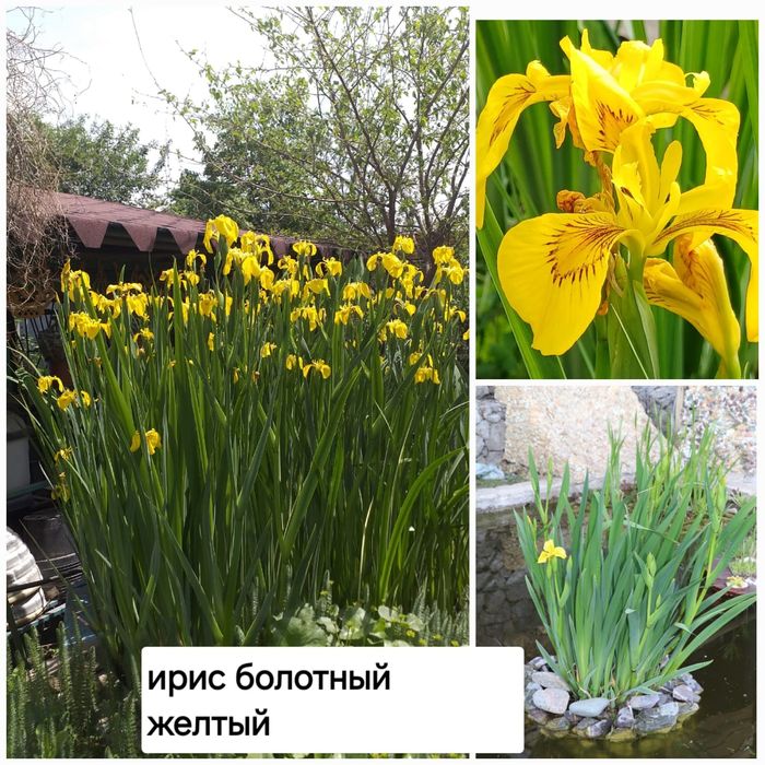 Продам прудовые растения