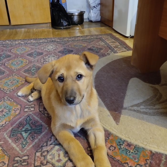 Отдам в добрые руки