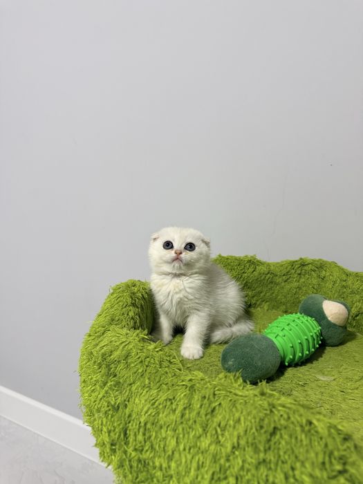 На продаже чистакровная серебристая шиншиллы