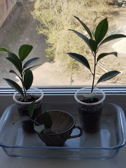 Продам комнатные цветы Бонсай