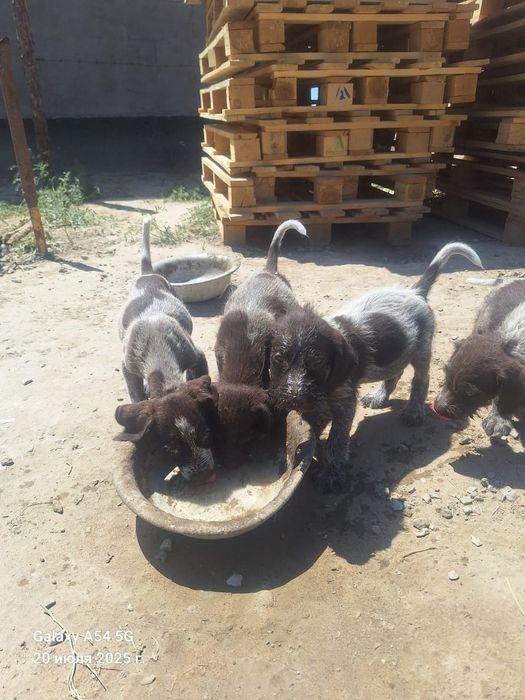 Кушик сатылады Дратхар кушиктери