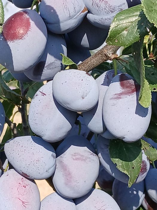 Продажба на сини сливи сорт “Стенлей”