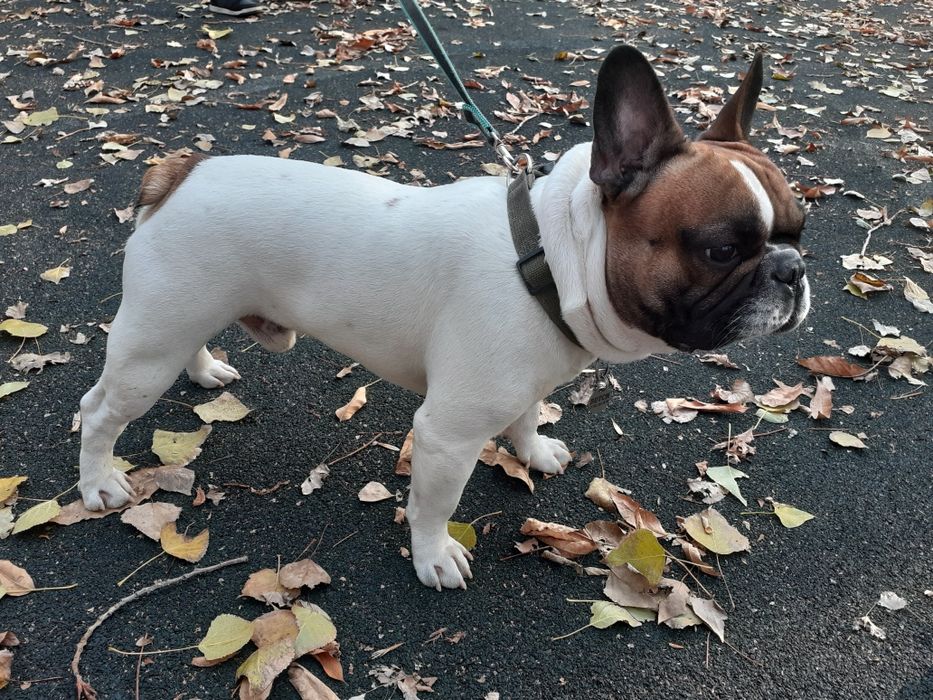 Французкий бульдог,вязка.