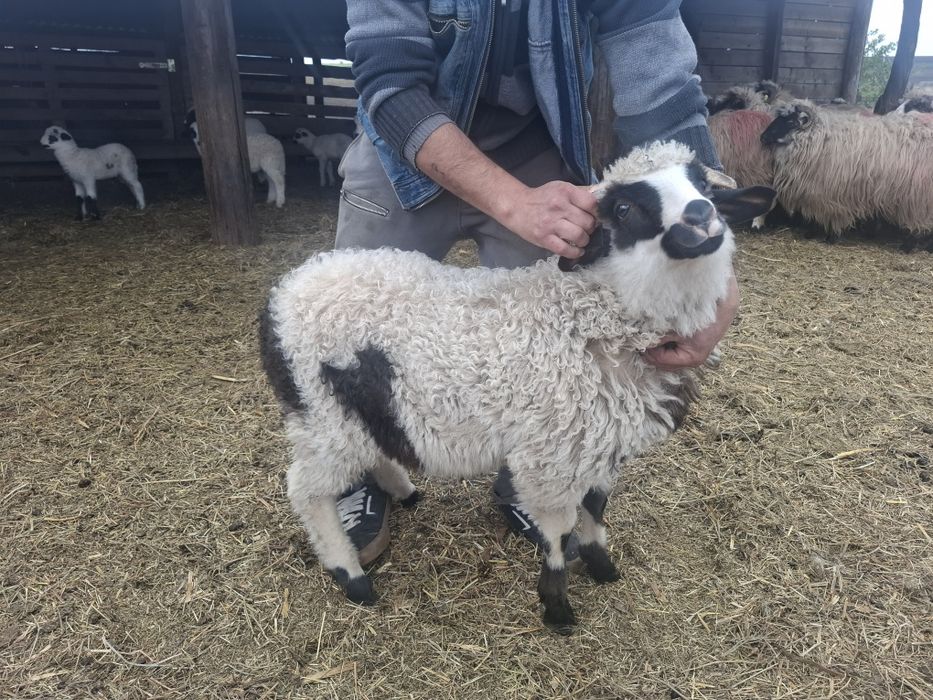 Berbecuț de sămânță brezd