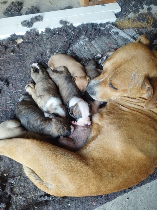 Продам стаффорд девочка