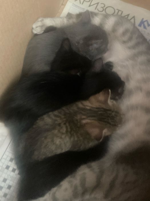 Милые котята в добрые руки бесплатно