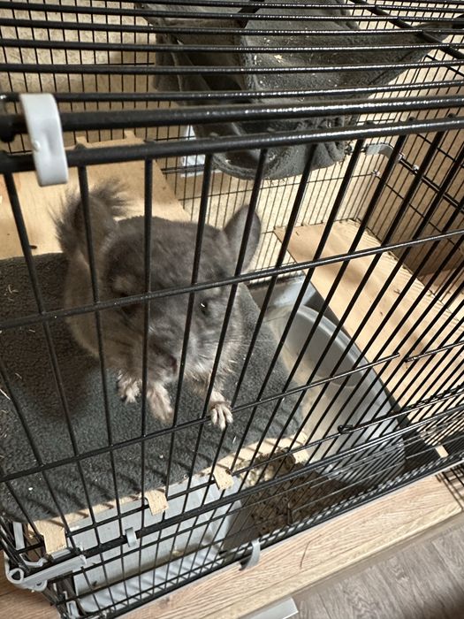 Продам шиншиллу с клеткой