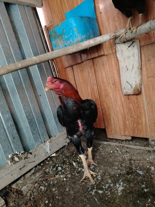 30.Мын тенге бойцовый қораз