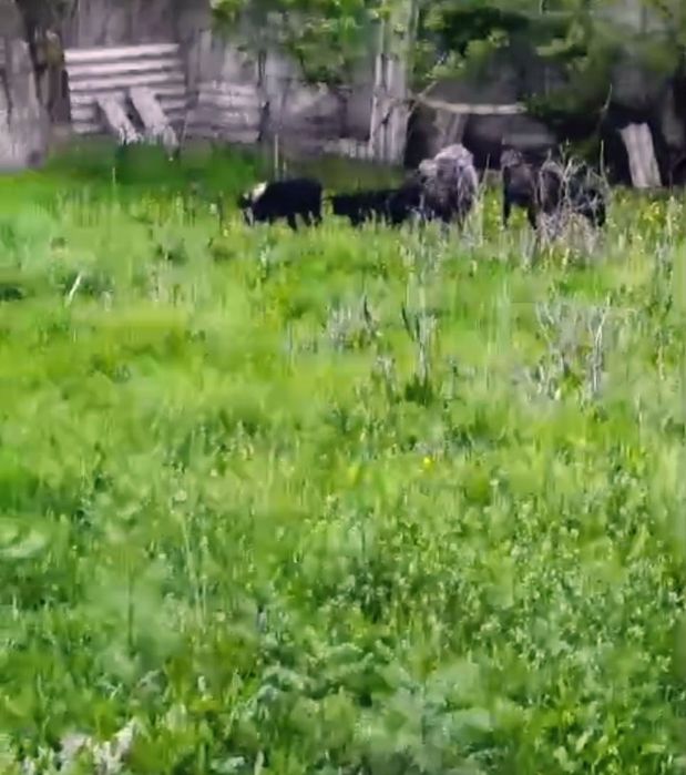 Продам! Продам! Продам!