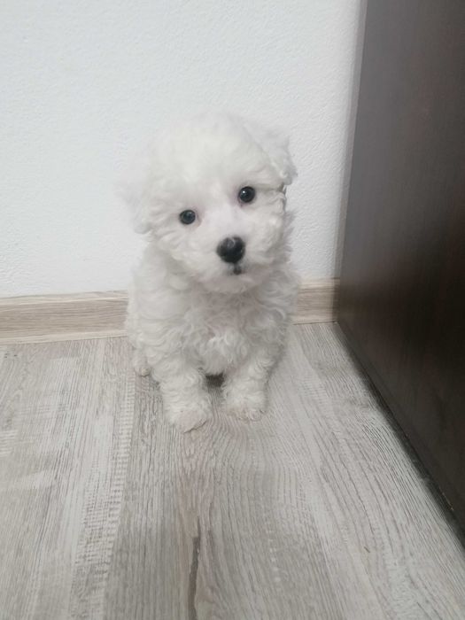 Bichon Frezze 2 luni jumate 500 lei neg
