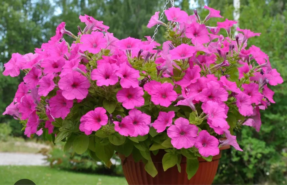 Продам рассаду ампеоьной петунии