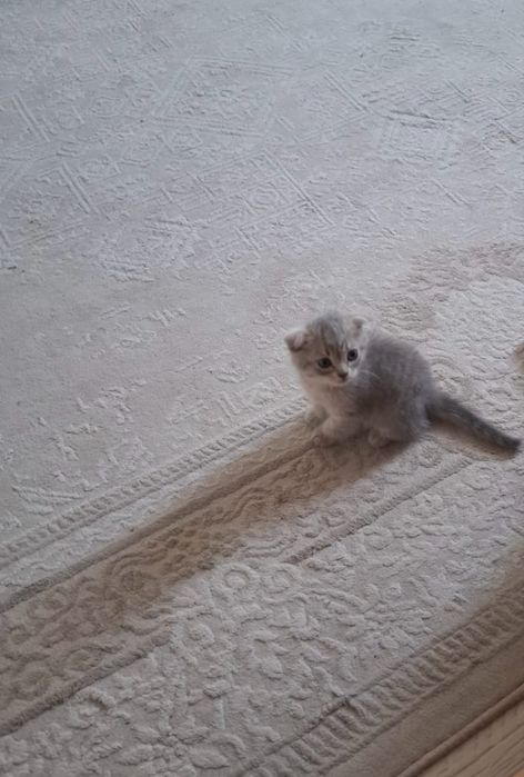 Скоттиш фолд продам