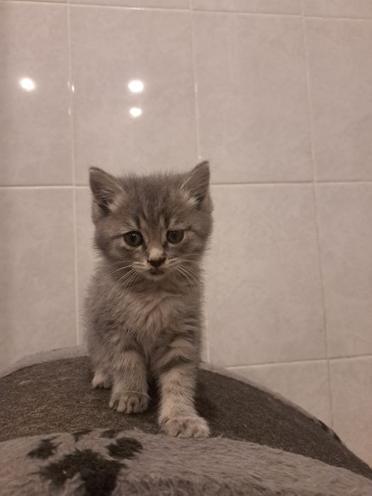 Котята девочки 1,5 мес