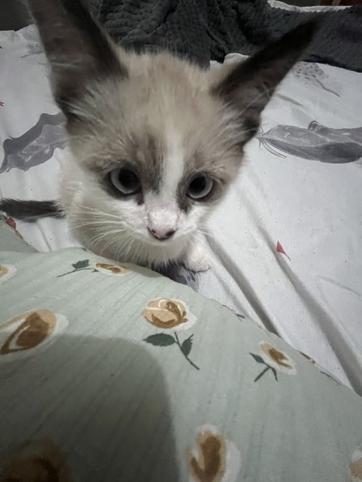 Котенок в добрые руки