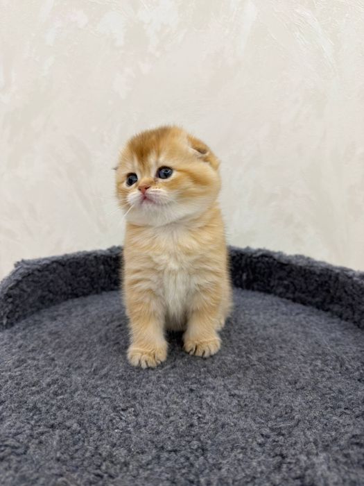 Чистокровные золотистые шиншиллы от правильной вязки