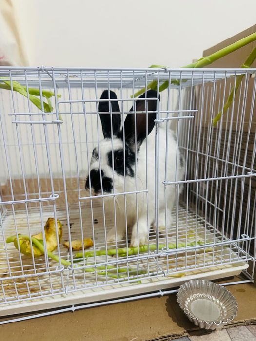 Продам кролика зайчика