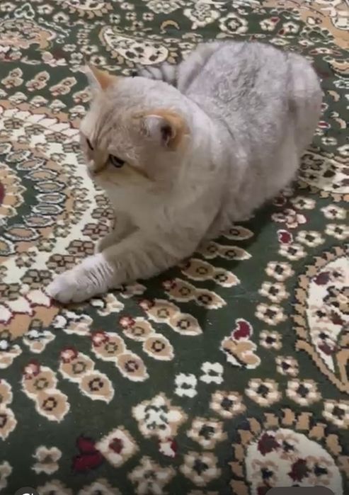Продаются породистые котята