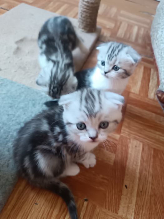 Шотландские вислоухие