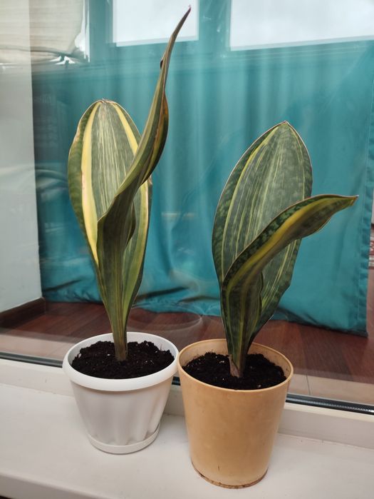 Сансевьерия масониана вариегатная