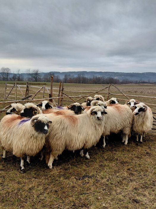 De vanzare oi miori si strămiori