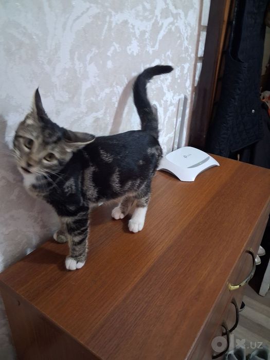 Отдам даром котят