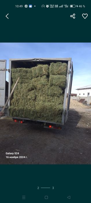 Жоңышқа 3 орім Туркістанда