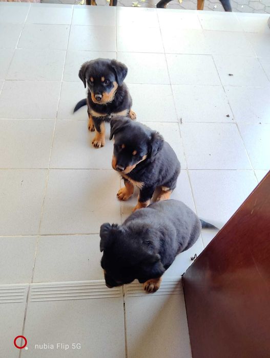 Vand pui rottweiler