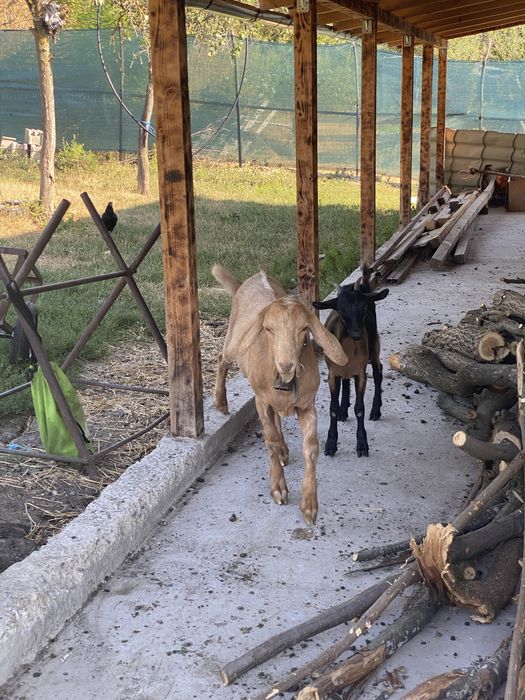 Țap anglo nubian si iedița alpin francez