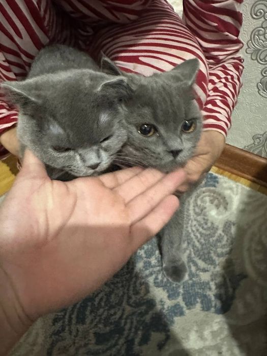 Кошка породистая