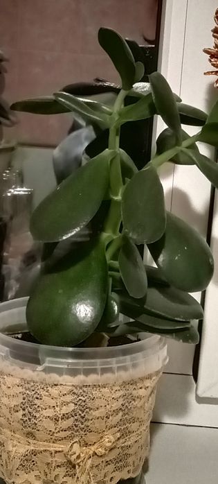 Продам комнатные растения