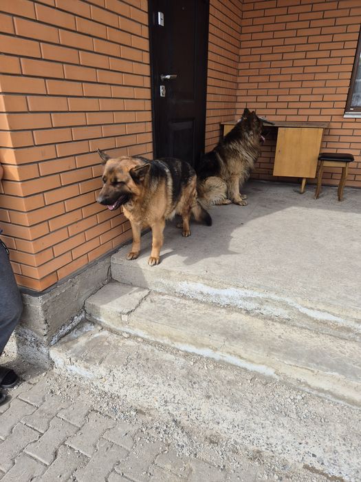 Немецкие овчарки