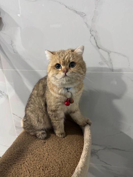 Британская короткошёрстная шиншилла, 1,8 года