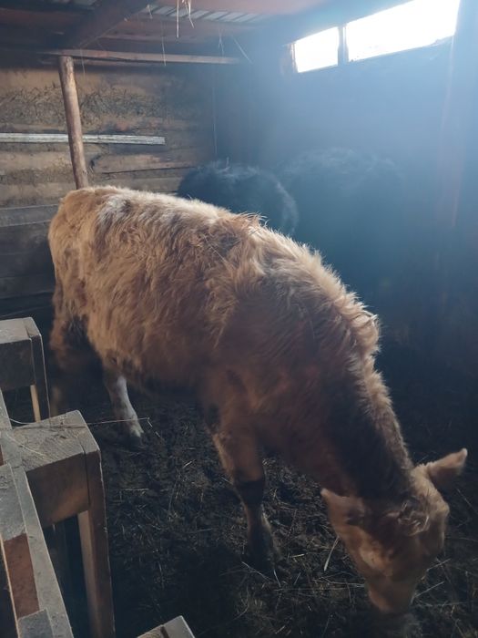 Продам Крс Бычек 2год 1   Телки 380000