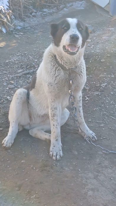 Алабай сатылады.