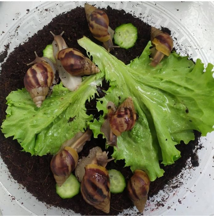 5 6 sm Ulitka Fulika Panterkalar sotiladi